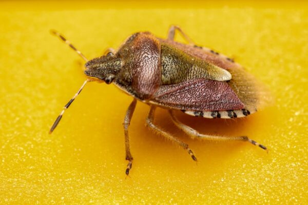 Bedbug Extermination