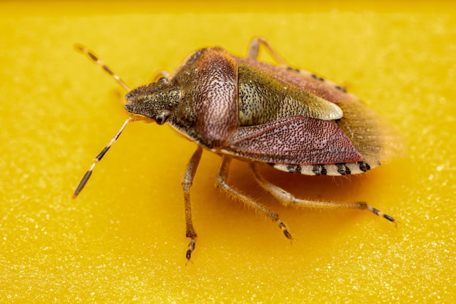 Bedbug Extermination