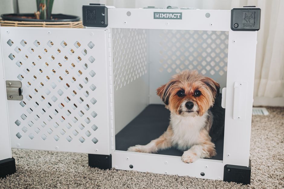 seguro para mascotas