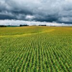 crop insurance