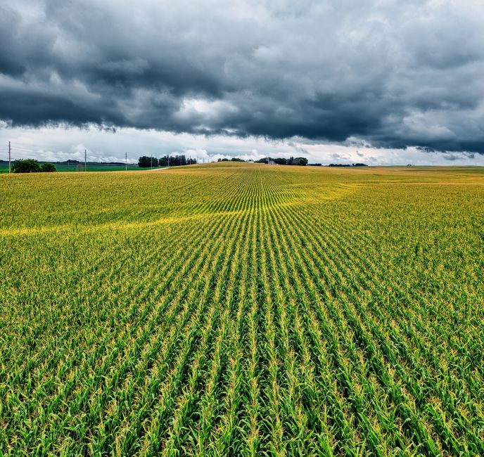 crop insurance
