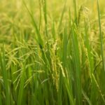 crop insurance