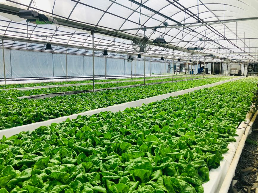 vertical farming technology