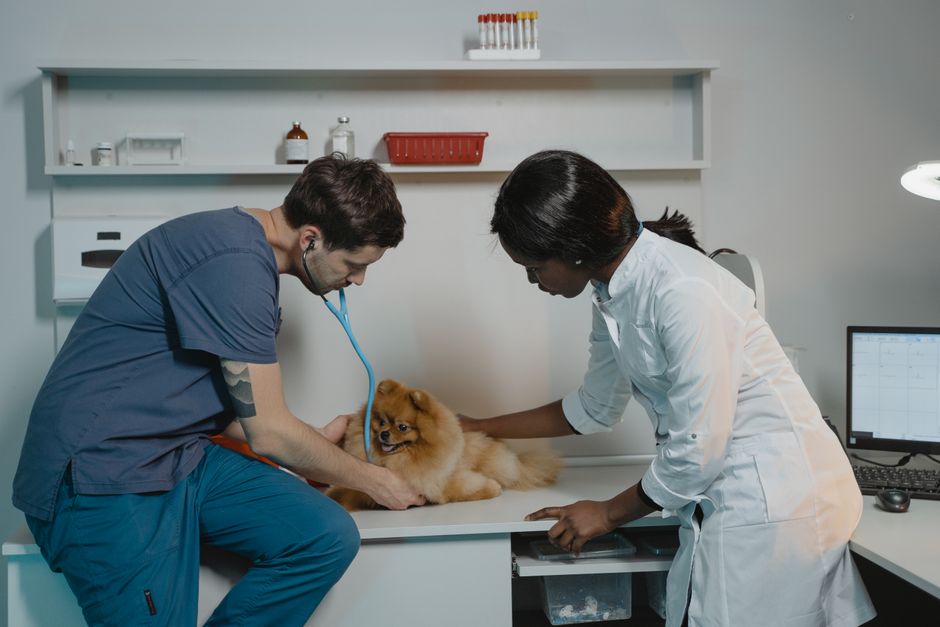 clínica veterinaria reserva
