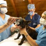 clínica veterinaria reserva