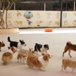犬の保育園